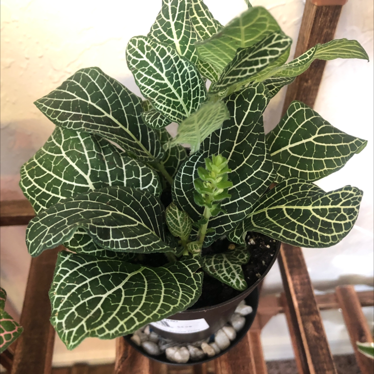 Healthy White Anne Nerve Plant with vibrant green leaves and white veining in a small pot.