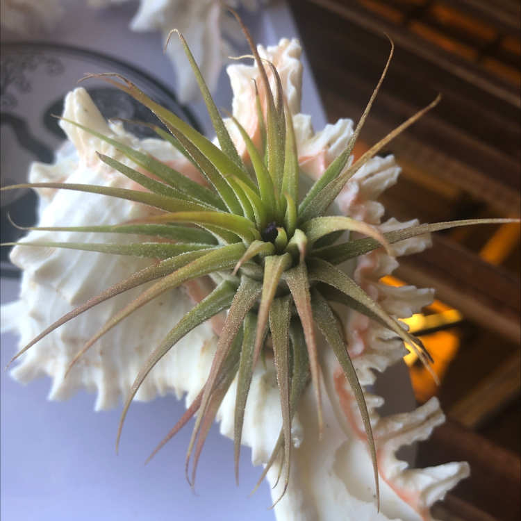 Tillandsia ionantha 'Guatemala' plant mounted on a seashell with slight browning at the tips.