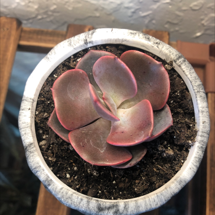 Potted Echeveria 'Dusty Rose' succulent with pinkish leaves.