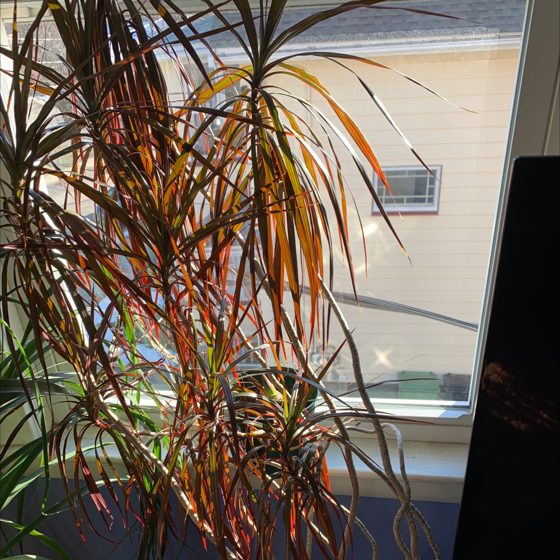 Dragon Tree plant photo by Debra named Duke on Greg, the plant care app.