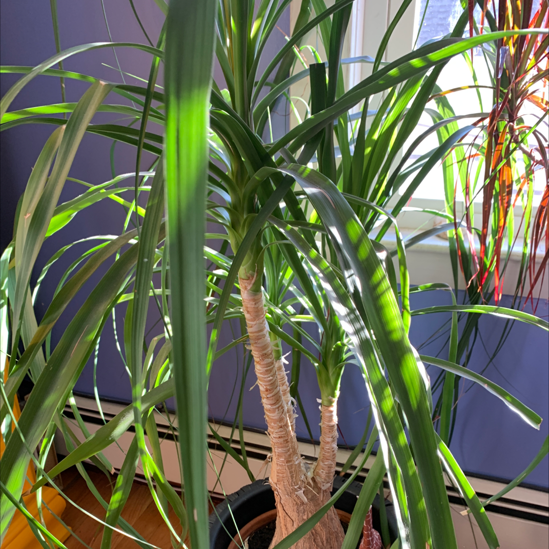 Bottle Palm Tree plant photo by Debra named Spike Leaves on Greg, the plant care app.