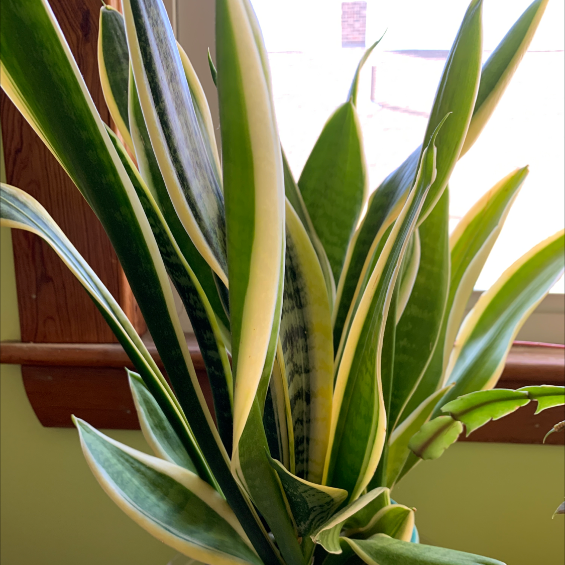 Snake Plant plant photo by Debra named Forrest on Greg, the plant care app.