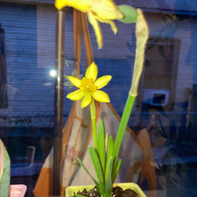 Photo of the plant species Jonquil by @NaturallyBanana named Orchid Floor Kid on Greg, the plant care app