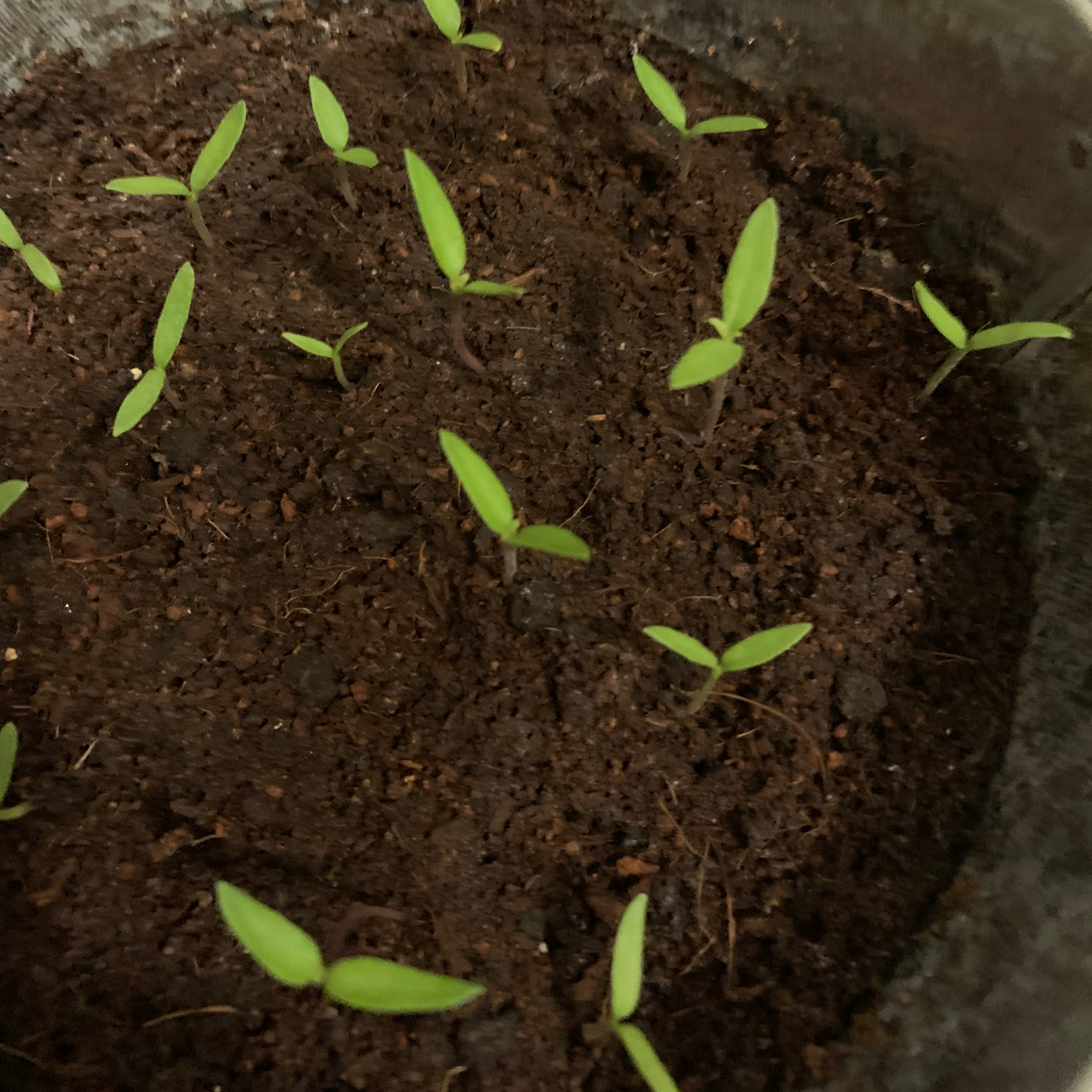 Photo of the plant species Naga Chili by @CuteGollum named Ben on Greg, the plant care app