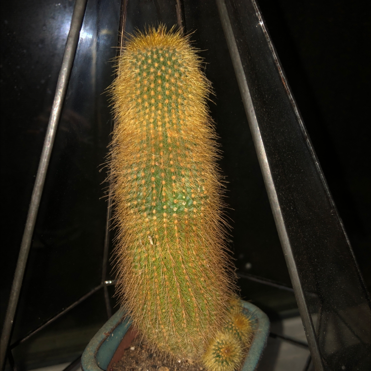 Cephalocereus polylophus cactus in a pot with visible soil and some yellowing.