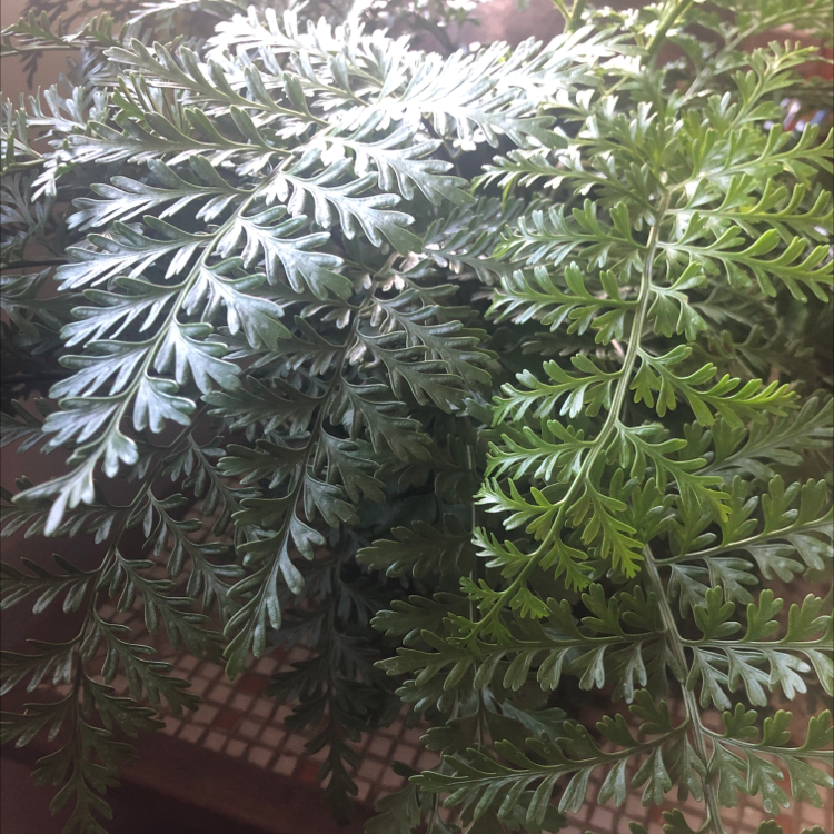 Lush Austral Gem Fern with vibrant green fronds, appearing healthy.