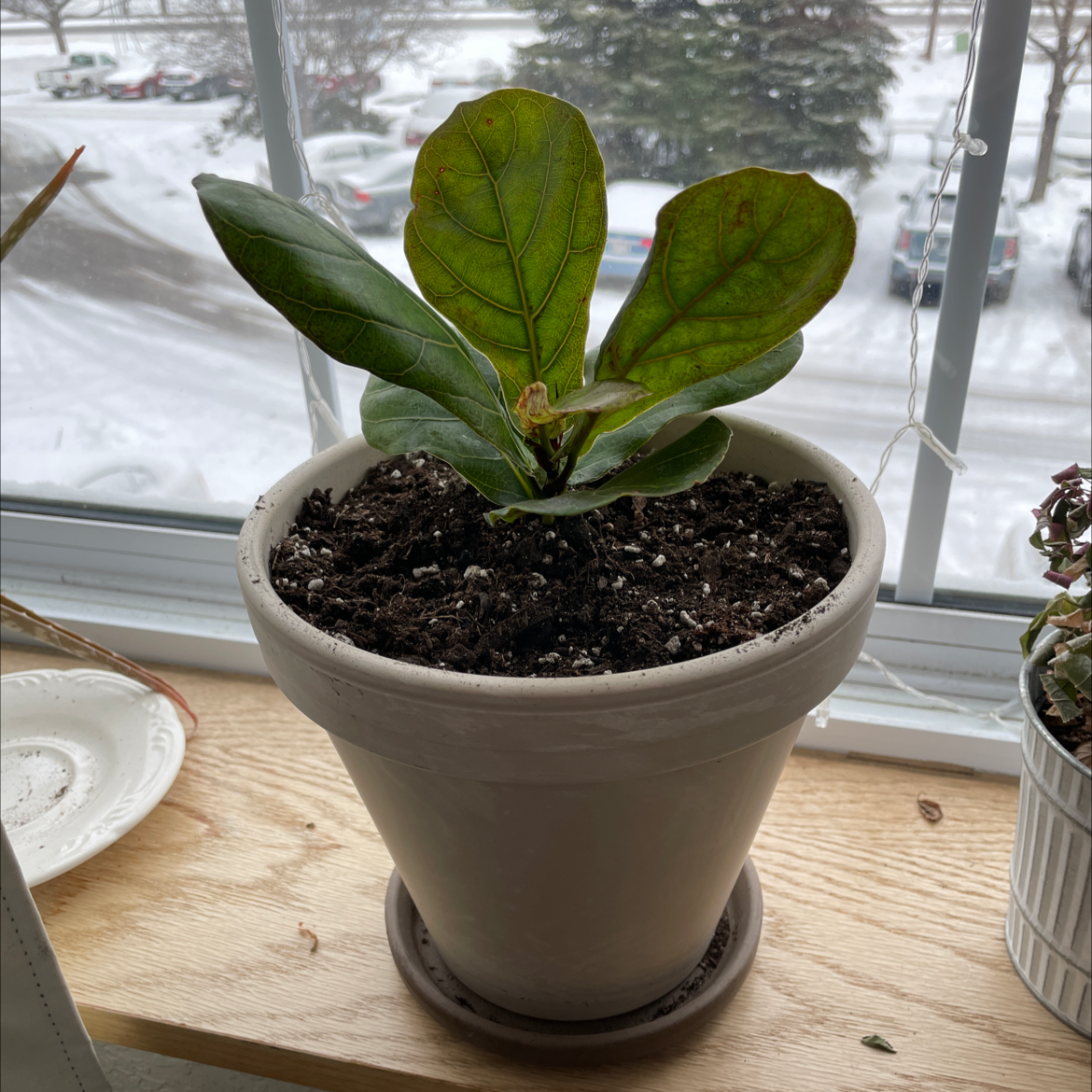 Fiddle Leaf Fig plant photo by @Cecesweetie named Fred Jr. on Greg, the plant care app.