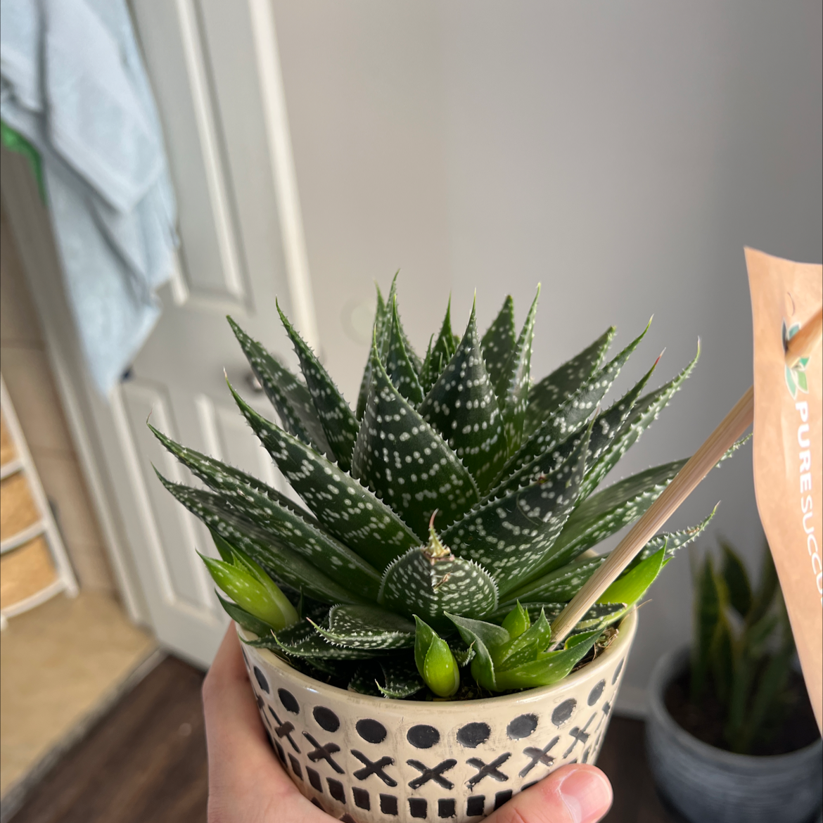 Photo of the plant species Gasteraloe 'Cosmo' by @raksaW named da Vinci on Greg, the plant care app