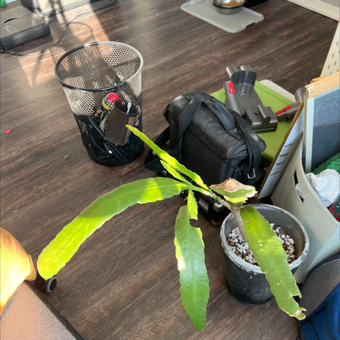 Indoor Red Orchid Cactus with long green leaves in a pot, surrounded by household items.