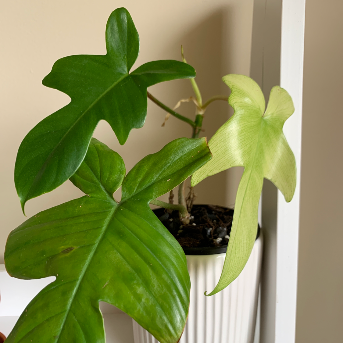 Philodendron 'Florida Ghost' plant with distinctively shaped leaves in a white pot.