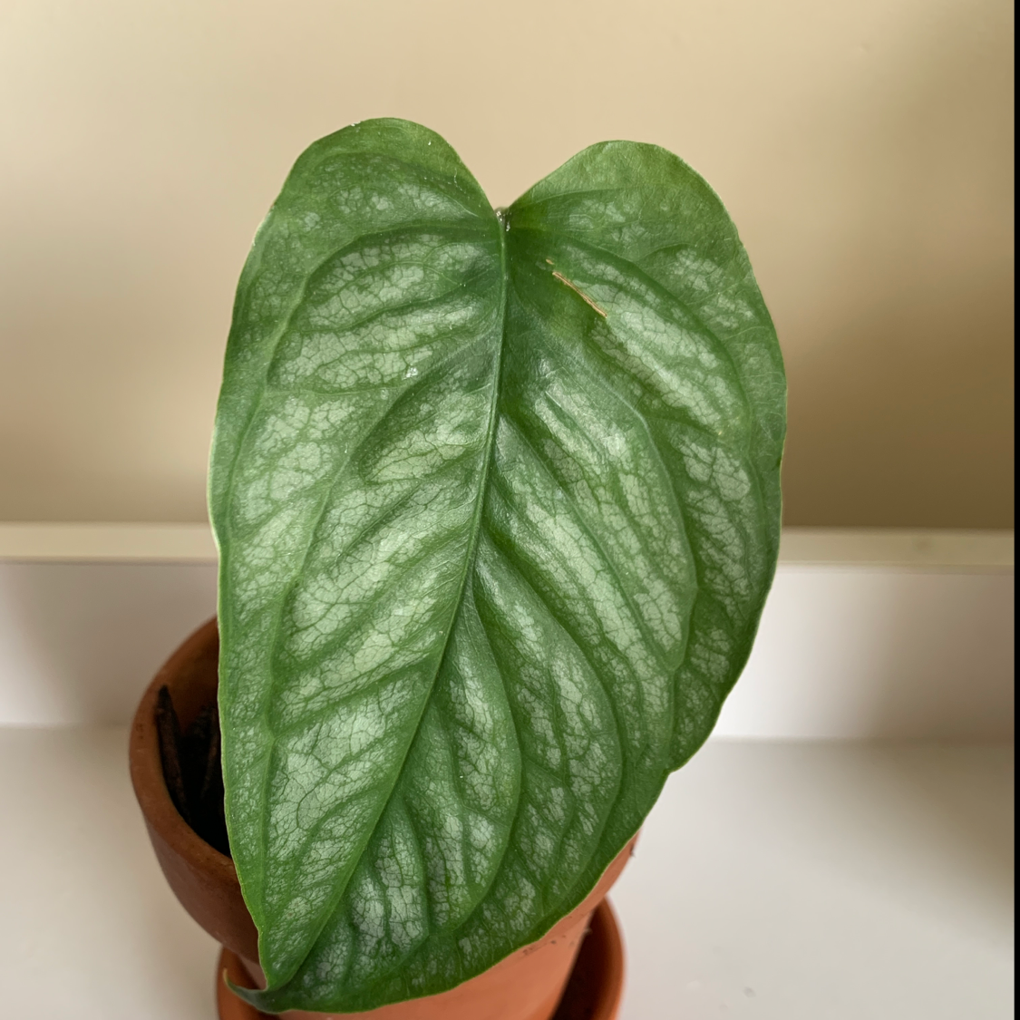 A healthy Silver Monstera leaf in a terracotta pot with visible soil.