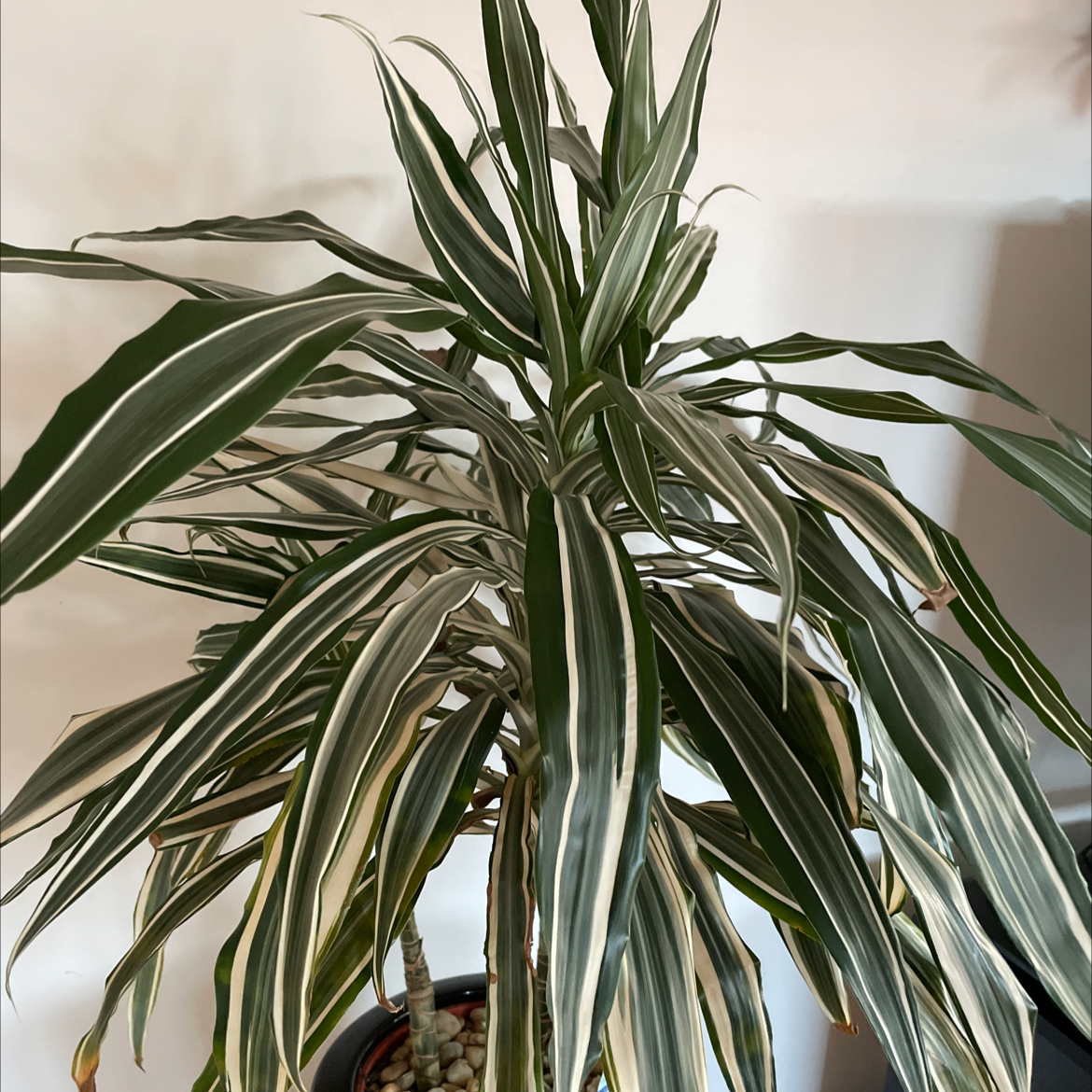 White Jewel Dracaena plant with long, striped leaves in a pot.