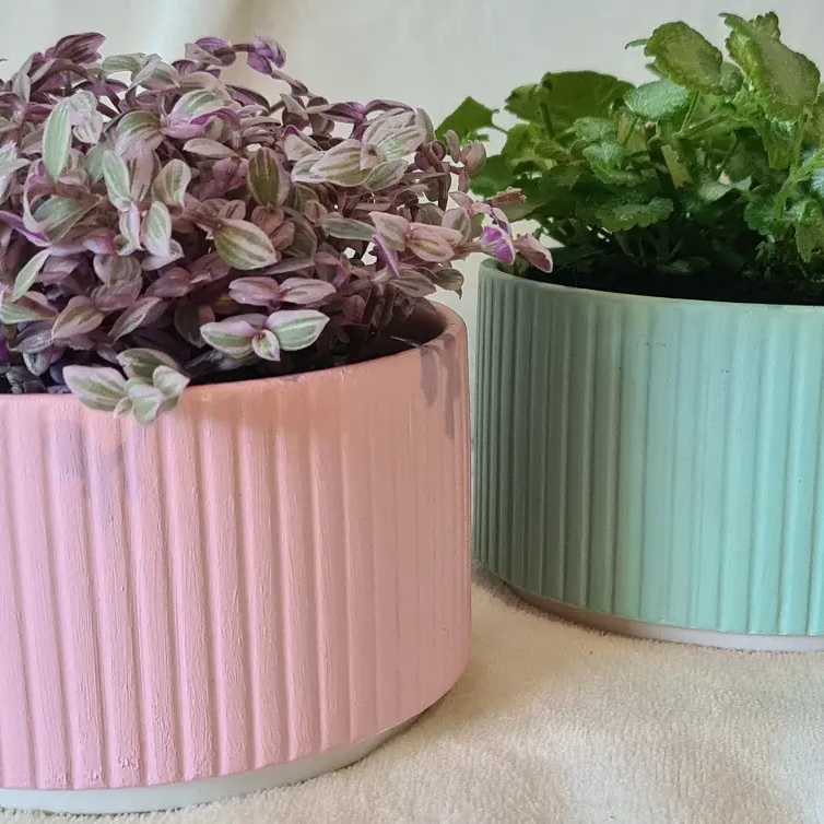 Two potted plants, with the left one likely being Callisia Pink Panther, both appear healthy.