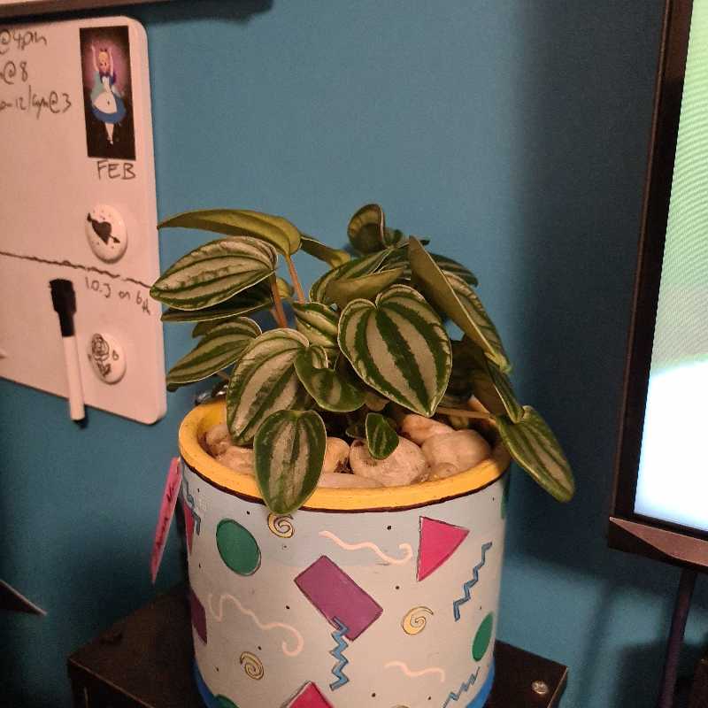 Photo of the plant species Peperomia Dwarf Watermelon by @merrywonderland named Peaches on Greg, the plant care app