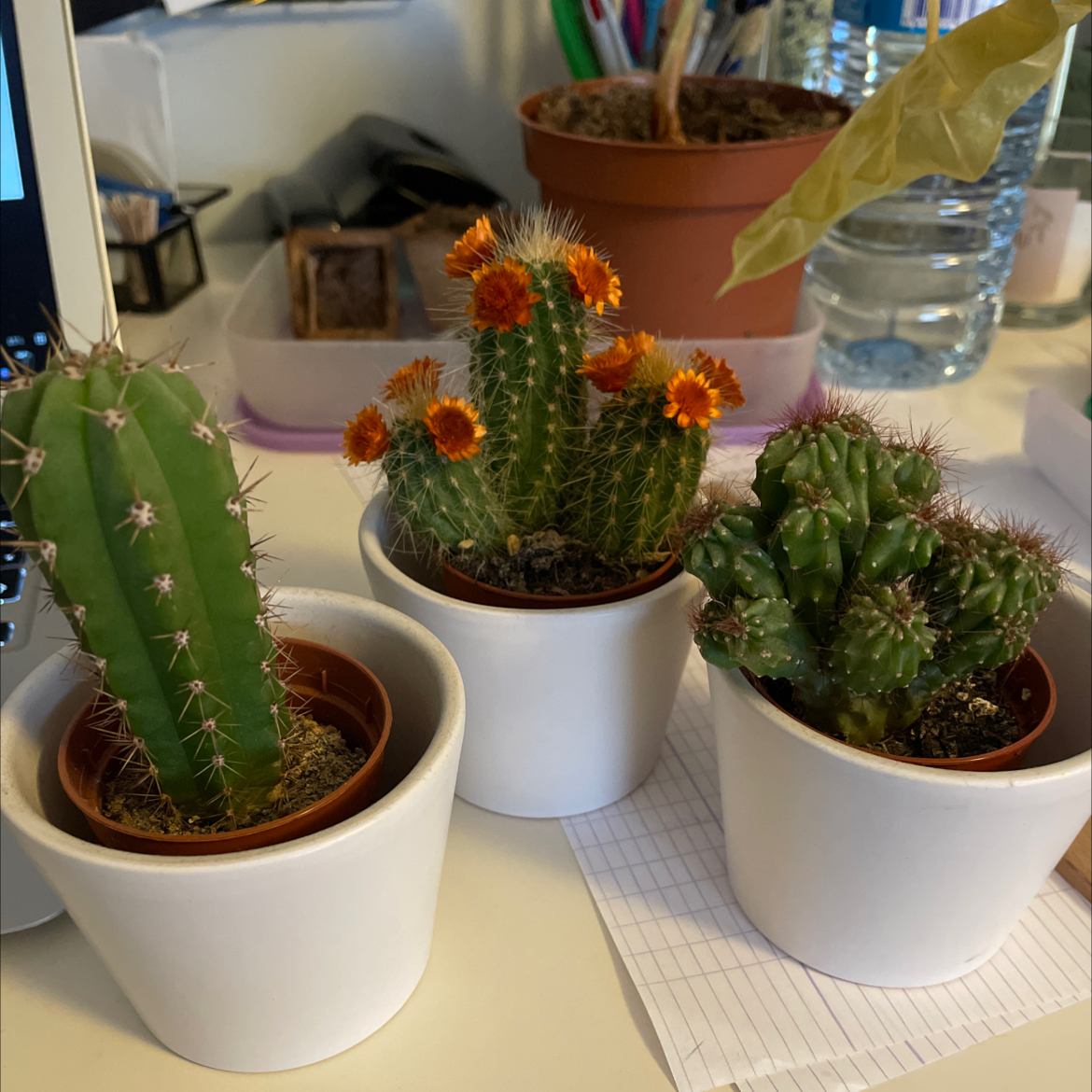 Three small potted cacti on a desk, one with orange flowers.