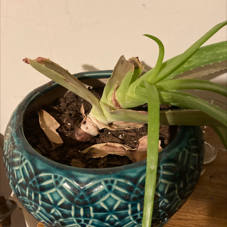 Aloe