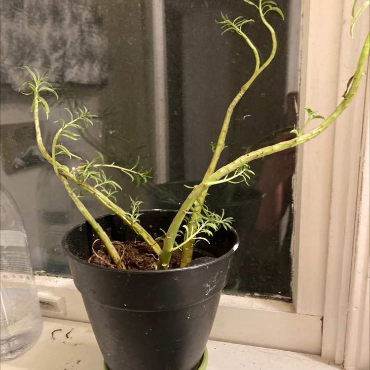 Garden Cosmos plant in a black pot with sparse foliage and visible soil.