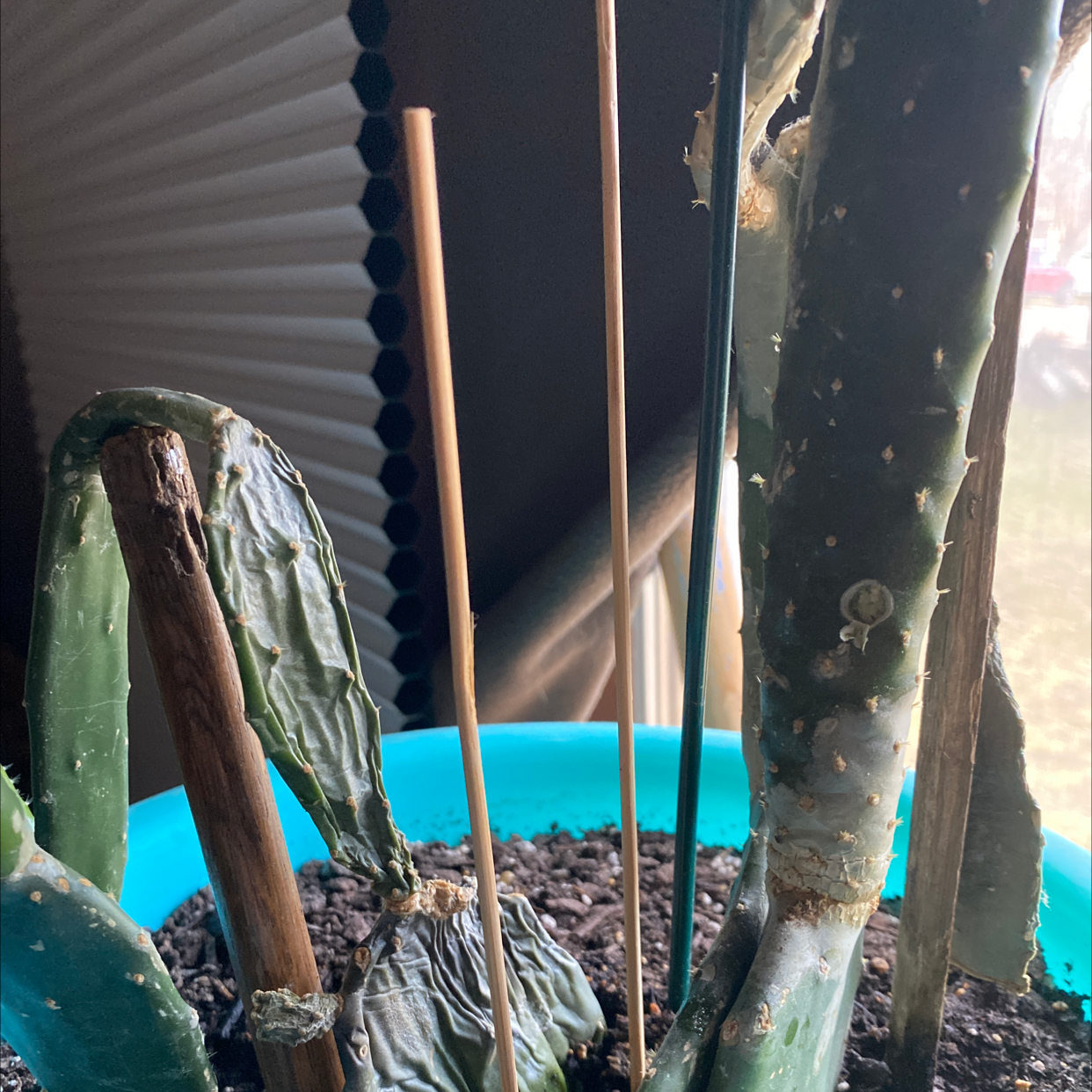 Potted Few-Spined Marble-Seeded Prickly Pear cactus with wilted and discolored stems.