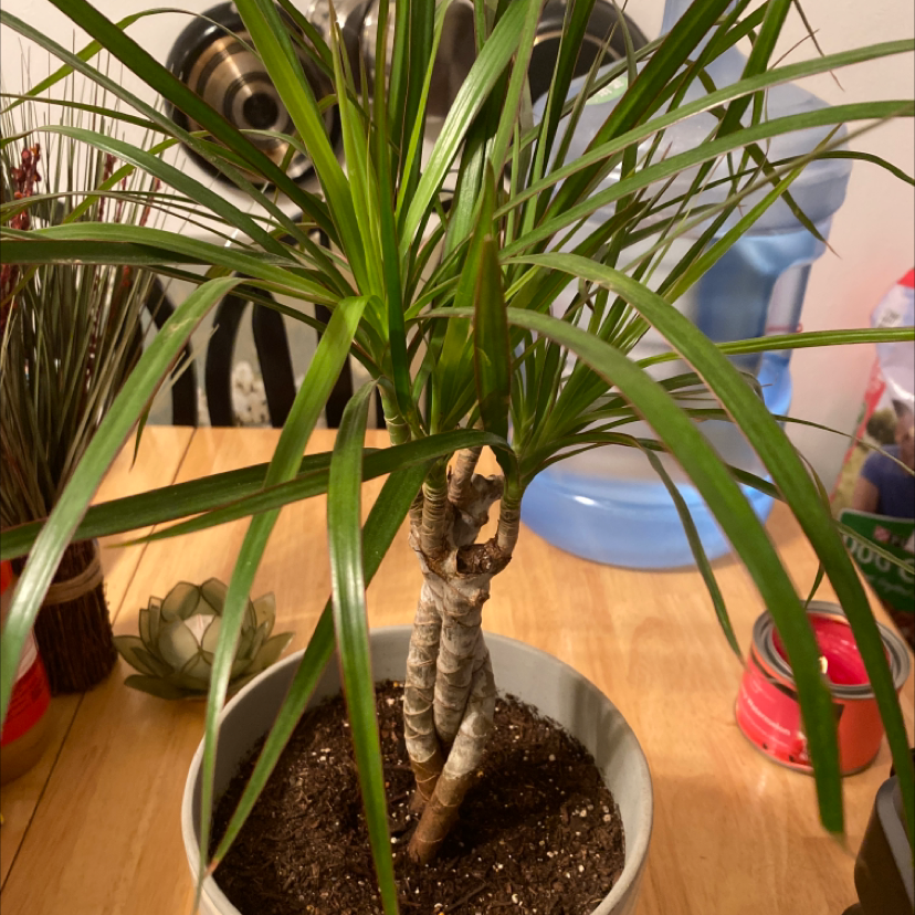 Potted Magenta Dragon Tree with long, narrow leaves. Soil is visible.