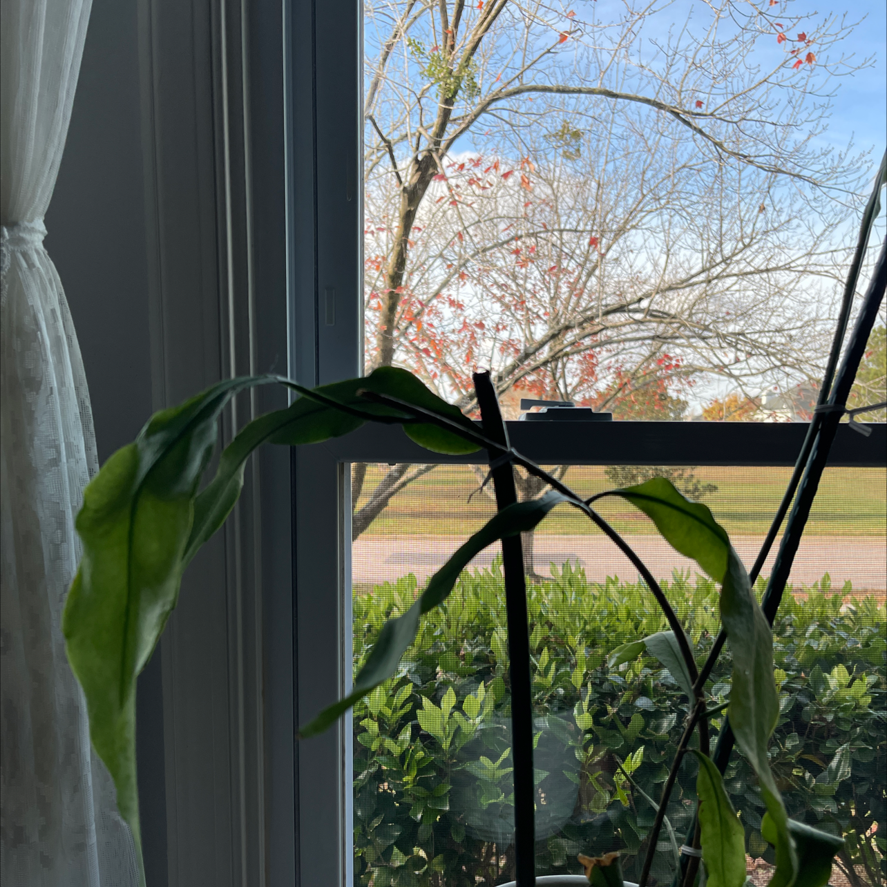 Dutchman's Pipe Cactus with elongated, drooping leaves near a window with an outdoor view.