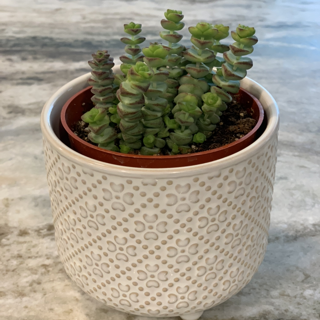 Photo of the plant species Crassula Rupestris by @kristinsplants named Estelle on Greg, the plant care app