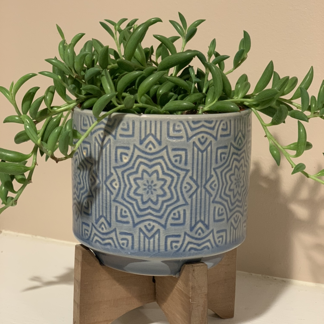 String of Bananas plant photo by @kristinsplants named Ophelia on Greg, the plant care app.