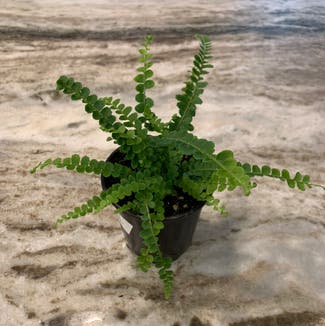 Button Fern plant in Somewhere on Earth