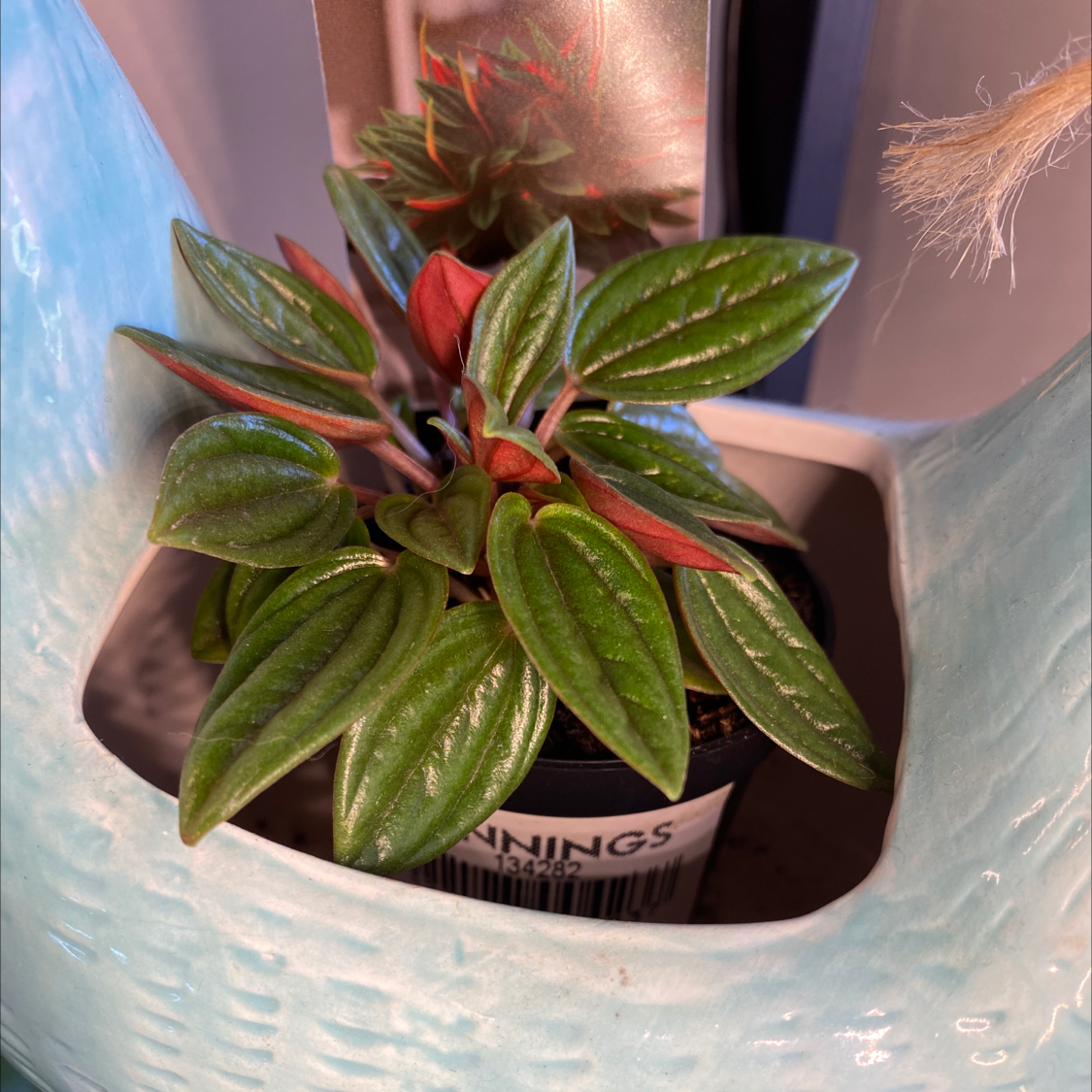 Peperomia 'Rosso' plant with healthy green and red leaves in a pot.