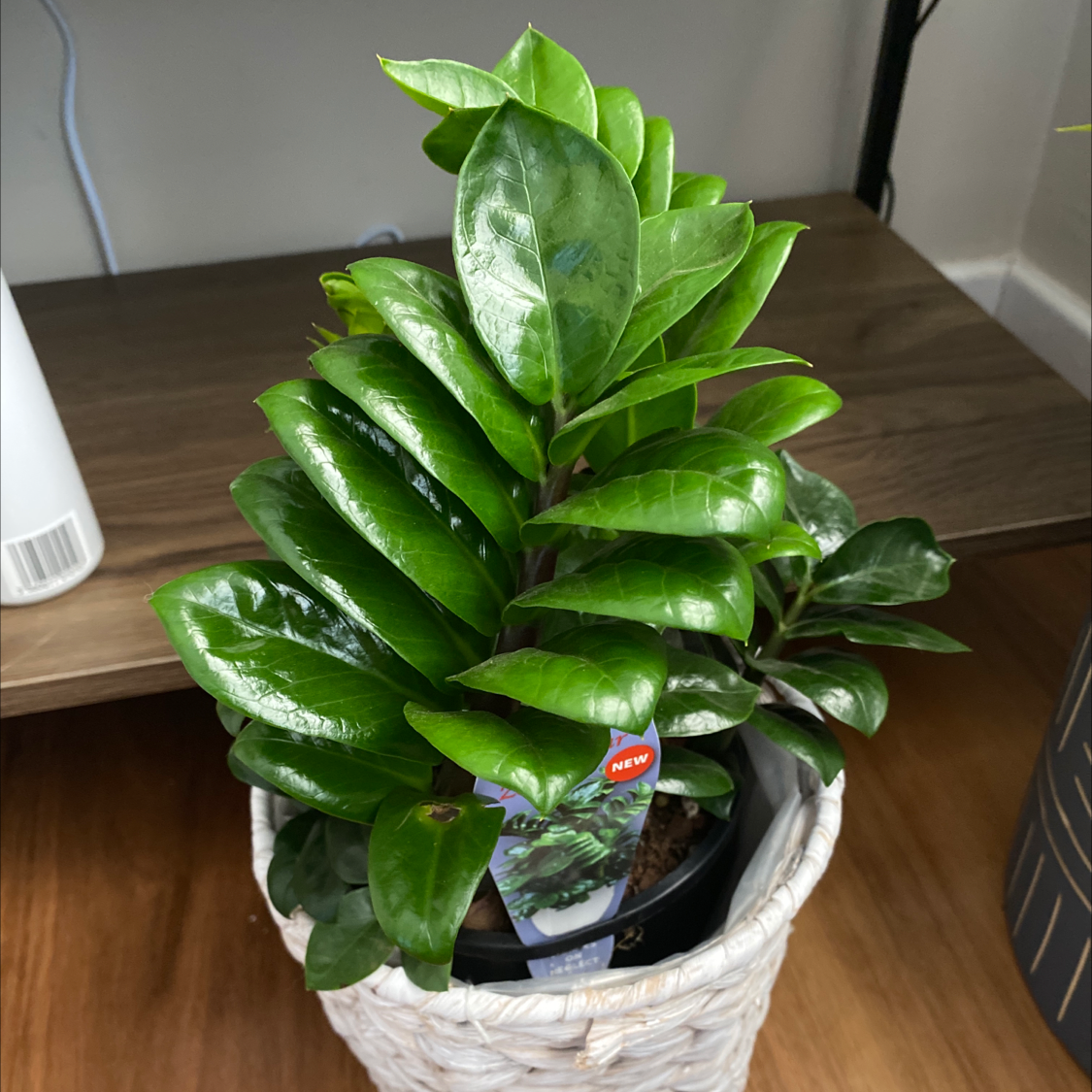 Zamioculcas Zamiifolia plant photo by @Ingomar named Mini ZZ on Greg, the plant care app.