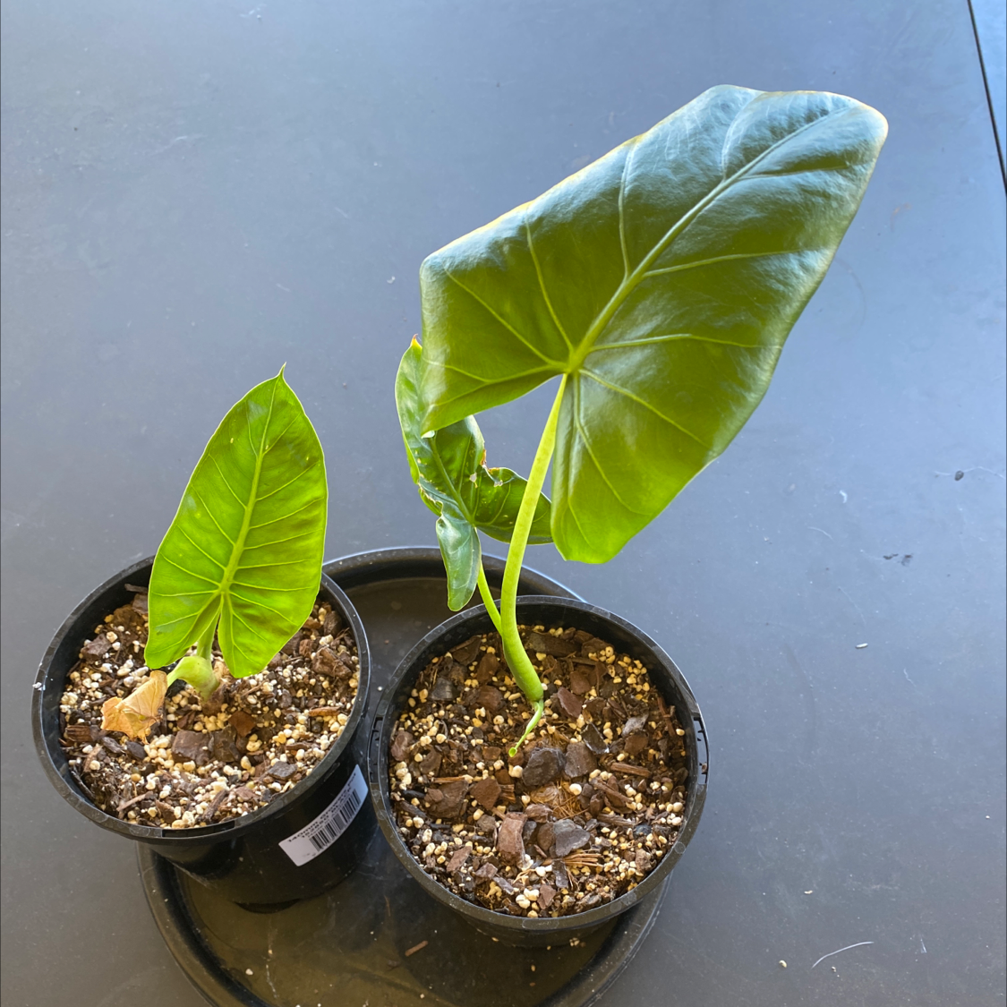 Two potted Giant Taro plants with large green leaves and visible soil.