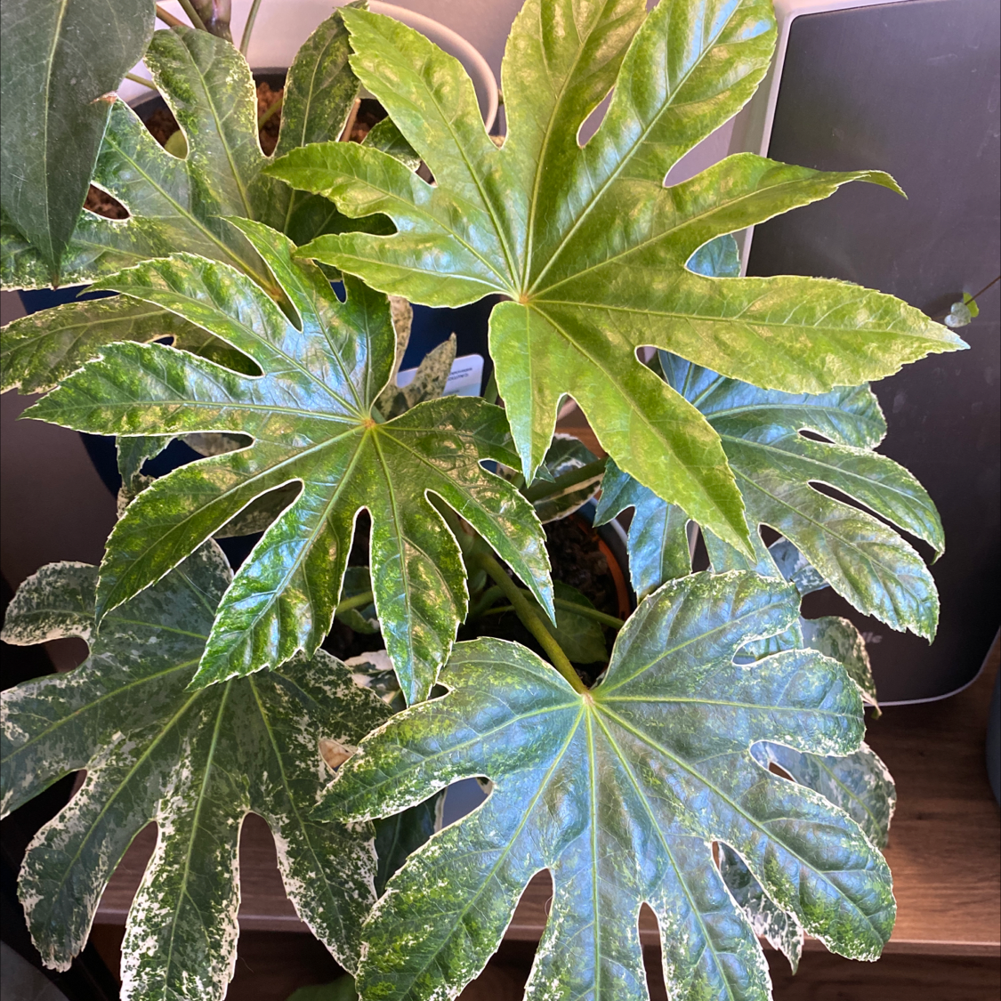 Fatsia plant with large, lobed leaves showing some yellowing and browning.