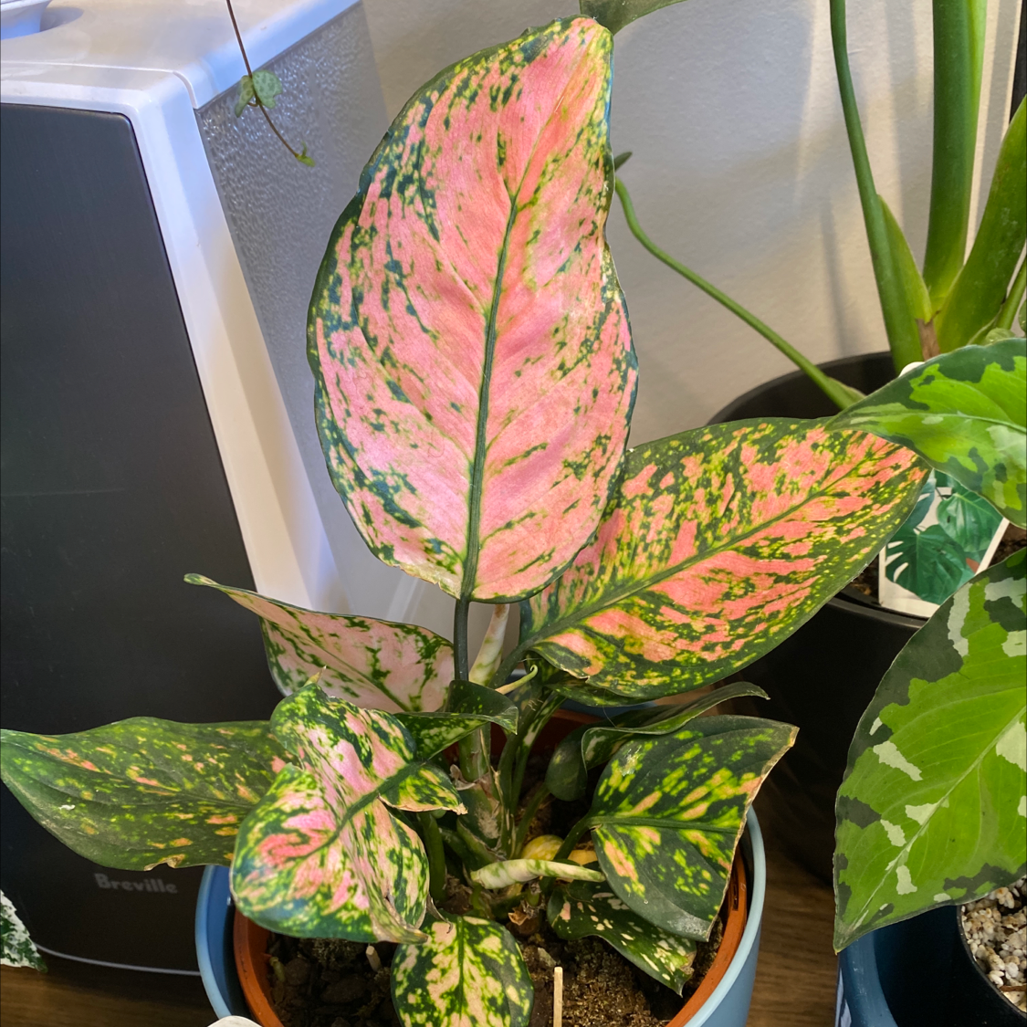 Pink Dalmatian Aglaonema plant with vibrant pink and green variegated leaves in a pot.