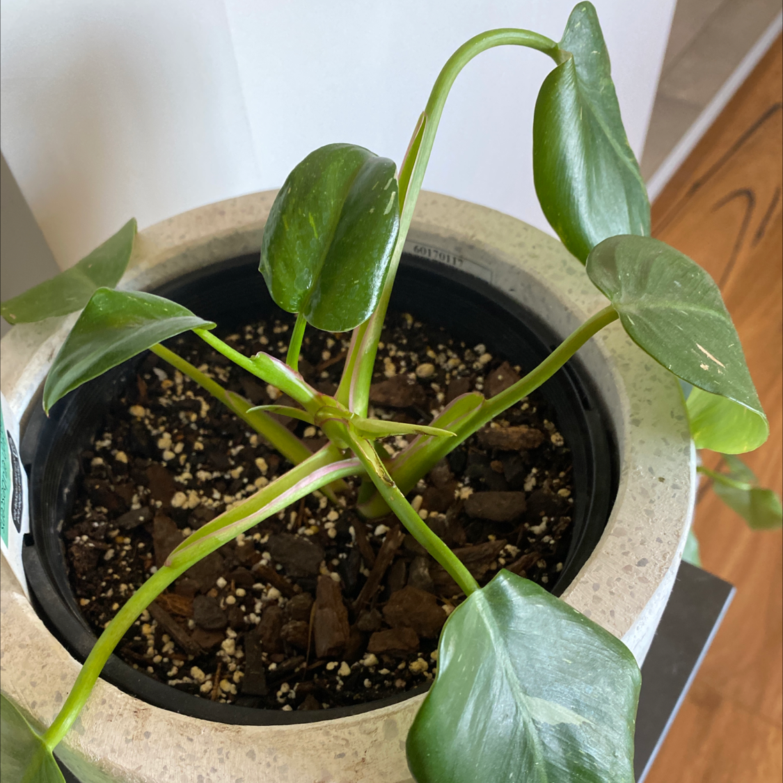Philodendron 'White Princess' plant in a pot with visible soil and healthy green leaves.