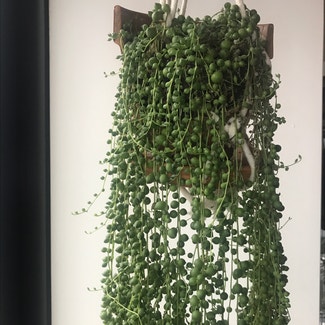 String of Pearls plant in New York, New York