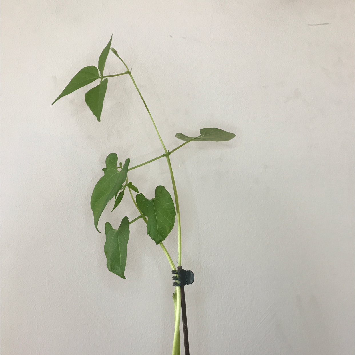 Common Bean plant supported by a stick with green leaves.