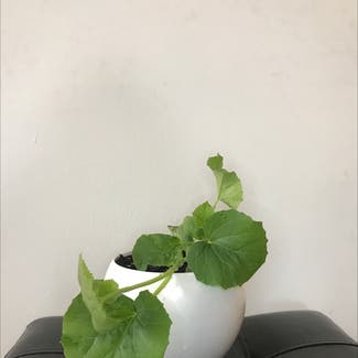 Cantaloupe plant in New York, New York