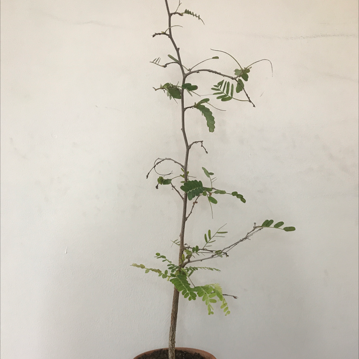 Young Tamarind plant in a pot with sparse foliage and visible soil.