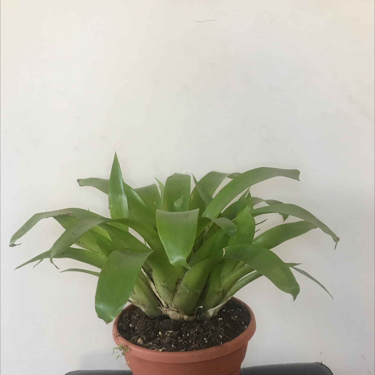 Flaming Sword Bromeliad in a pot with visible soil, healthy green leaves, well-framed and centered.