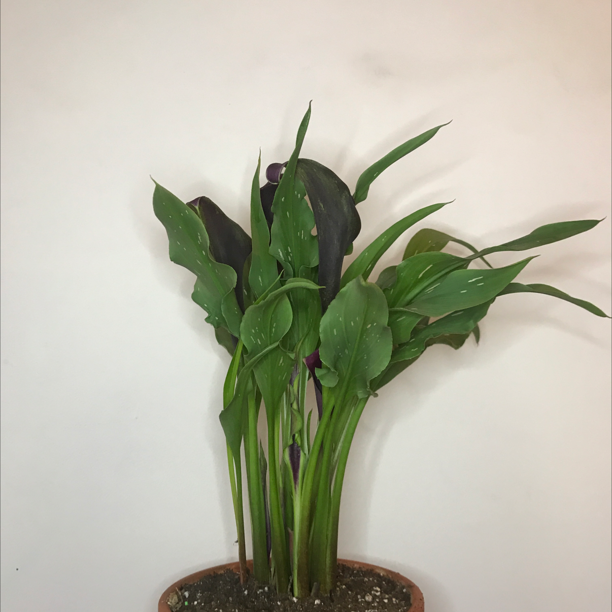A healthy, vibrant Calla Lily plant with large, glossy, dark green leaves, well-framed and in focus.