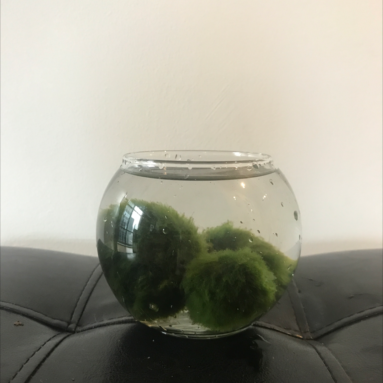 Marimo moss ball in a small glass bowl filled with water.