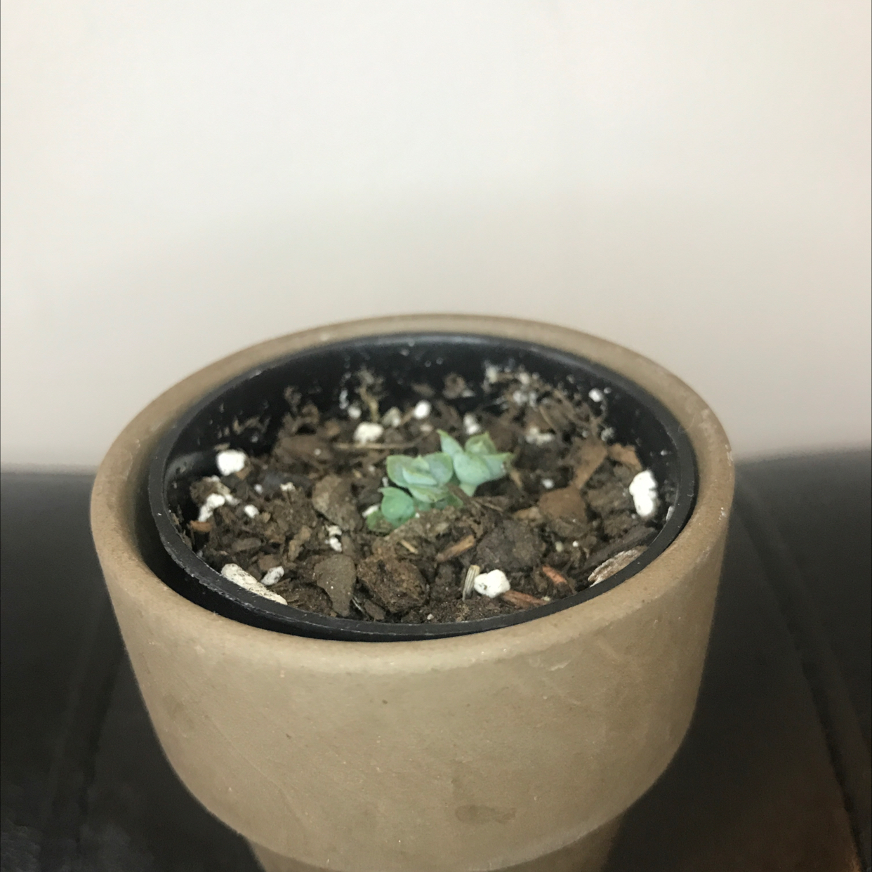 Small Blue Echeveria succulent in a pot with visible soil.
