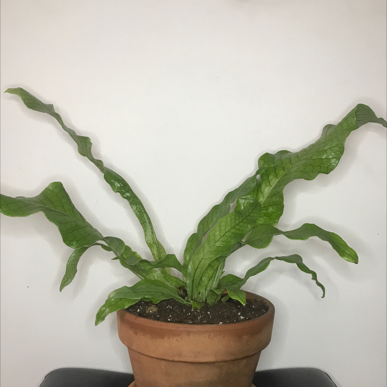 Crocodile Fern in a terracotta pot with healthy, wrinkled leaves.