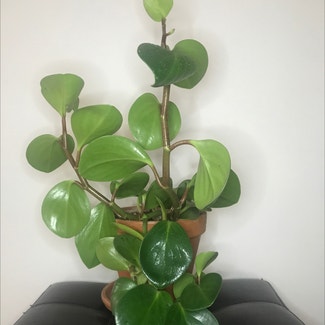 Baby Rubber Plant plant in New York, New York