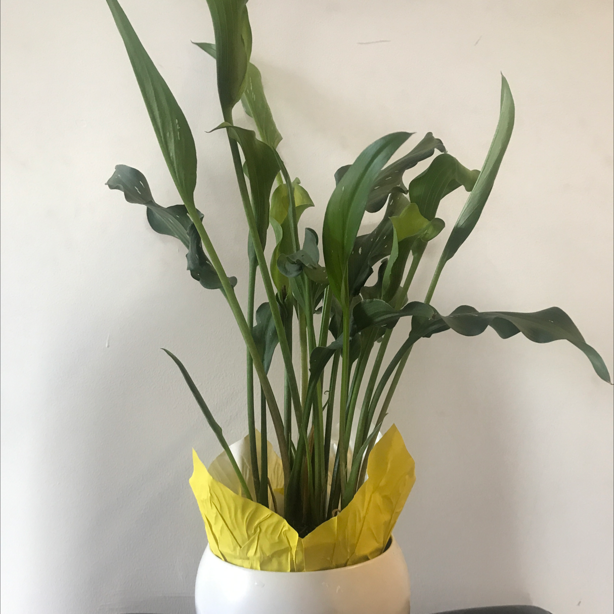 Healthy yellow calla lily plant with tall green leaves and single open yellow flower bract in white ceramic pot.