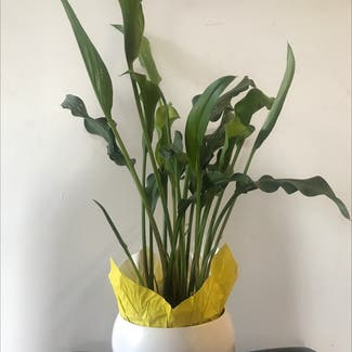 Calla Lily plant in New York, New York