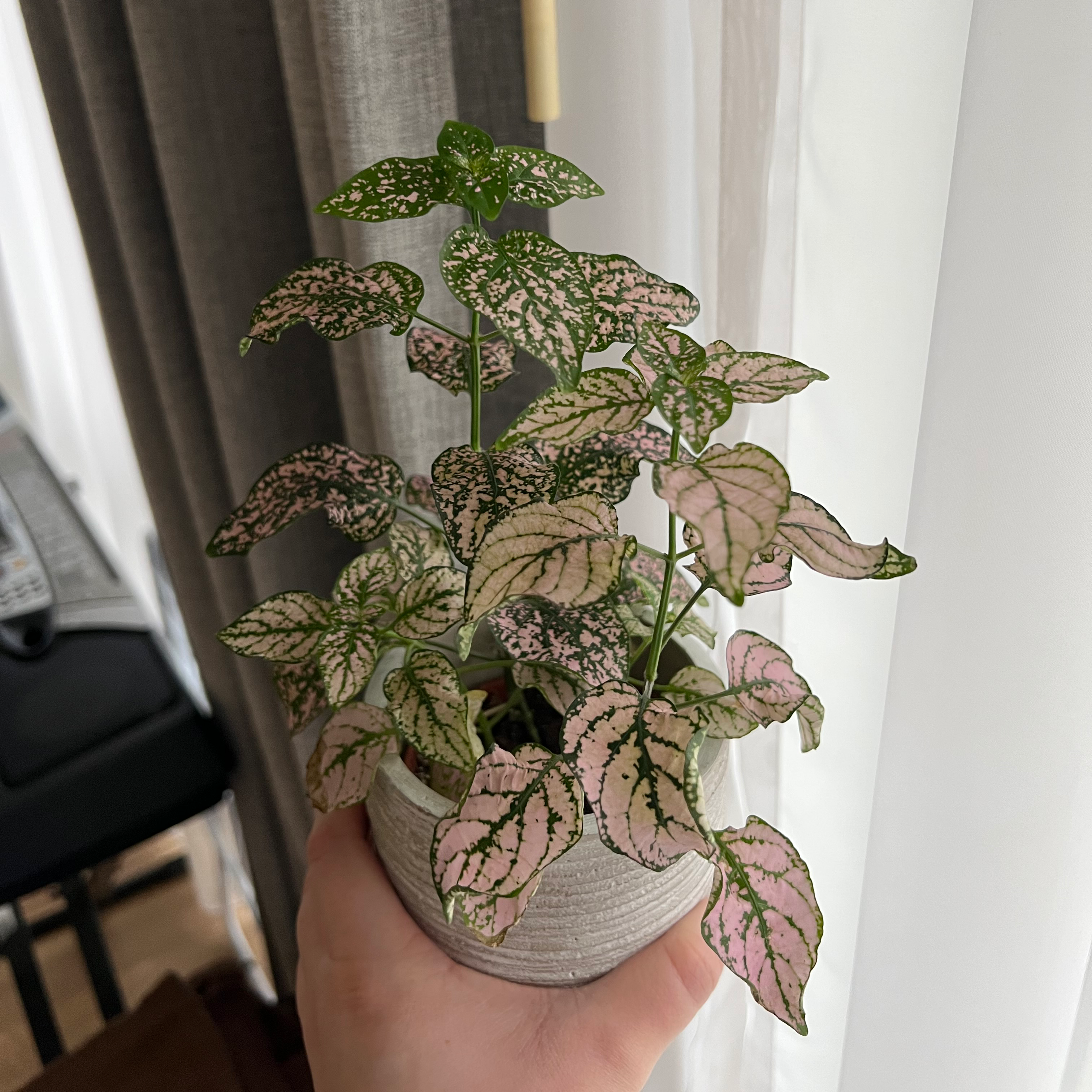 Polka Dot Plant plant photo by @Lisyer named Pink Polka Dot on Greg, the plant care app.