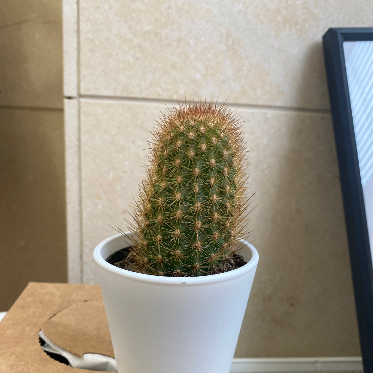 Healthy spherical cactus with thin brown spines in a white ceramic pot on a wooden surface next to a screen.