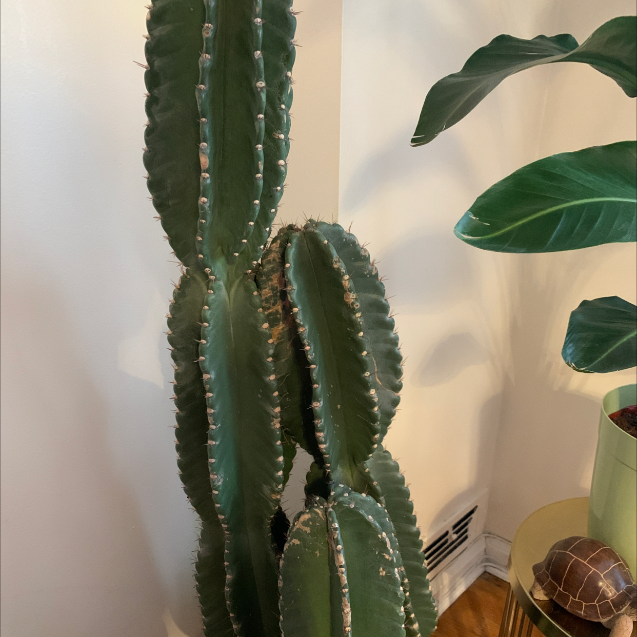 Tall Pleated Cereus cactus indoors with another plant and a turtle in the background.
