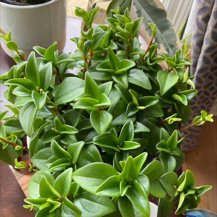 Healthy Peperomia 'Amigo Marcello' plant with vibrant green leaves.