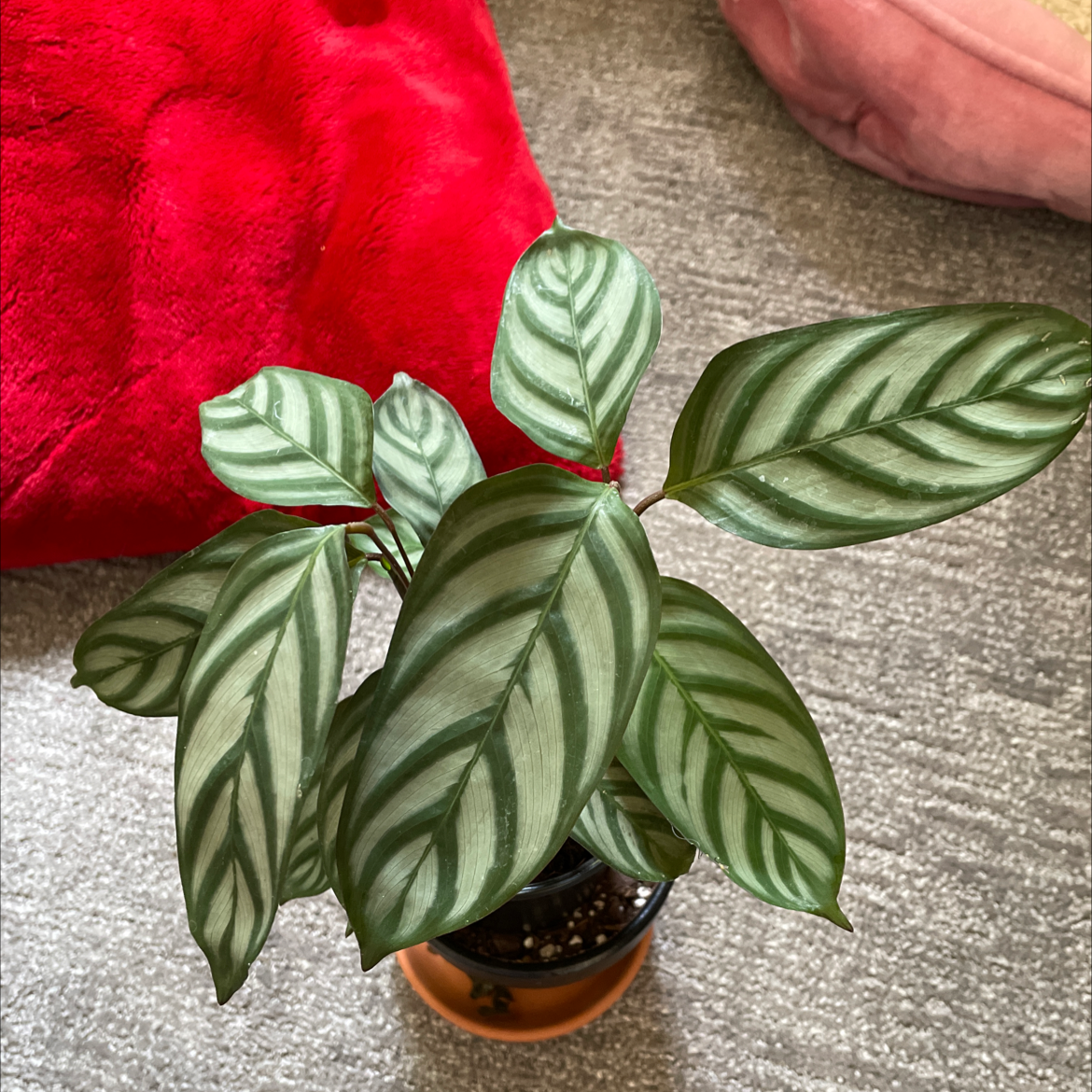 Close-up of a healthy Rose Calathea plant with vibrant green striped leaves in a terracotta pot, a hand gesturing to the foliage.